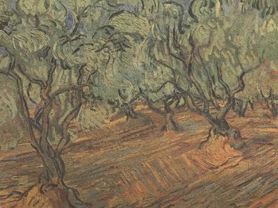 Vincent Van Gogh Olive Grove:Bright Blue Sky (nn04) china oil painting image